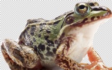 png抠图牛蛙图片