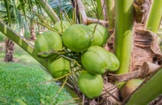 有机水果树上清甜的椰子图片