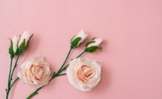 特色粉色底板上的玫瑰花特写图片