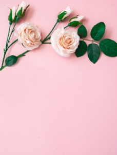爱上粉色底板上的玫瑰图片