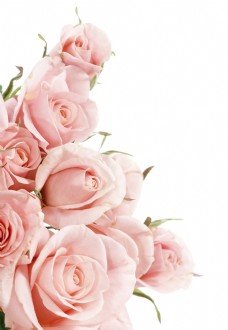 鲜花摄影粉色玫瑰花拍摄素材图片