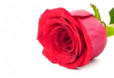 玫红色玫瑰高清玫瑰花特写图片