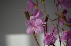 紫色干枝杜鹃花图片