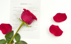 玫红色玫瑰唯美玫瑰花摄影图图片