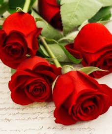 红色花朵玫瑰花高清大图图片