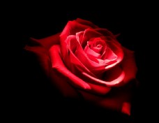 唯美一朵妖艳的红玫瑰大图图片