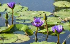 花卉摄影素材湖里的紫色睡莲图片