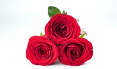 植物花卉印花红色美丽的玫瑰花摄影图图片