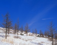 林海雪原上的树林图片