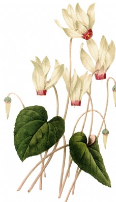 欧式花纹背景手绘植物图片