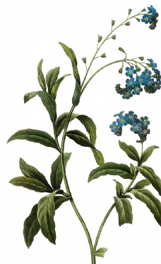 欧式花纹背景手绘植物图片