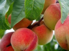 有机水果树枝上成熟的水蜜桃图片