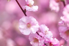 特色春日枝头上的粉色海棠花特写图片