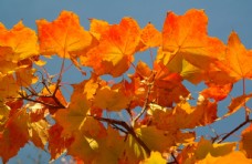 金黄的枫树树叶图片