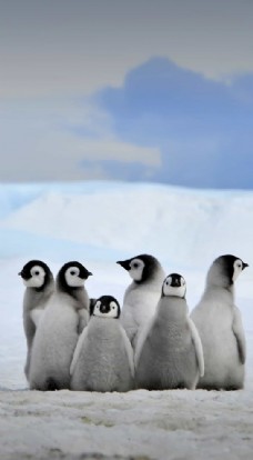 冬天企鹅图片