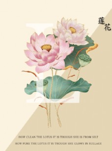 莲花插画海报图片