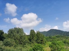 风景蓝天白云绿树图片