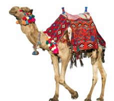 特写城市骆驼拍摄素材图片