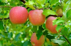 有机水果挂在树枝上的苹果图片