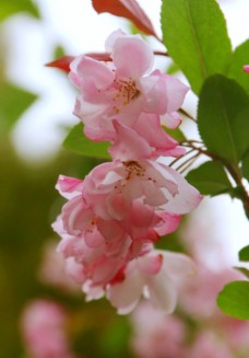 特色粉色海棠花特写图片
