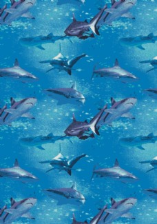 画册设计鲨鱼海洋海底世界各种鱼图片