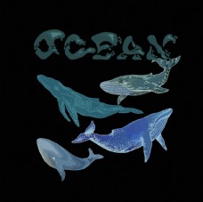 鲸鱼海洋海底世界各种鱼图片
