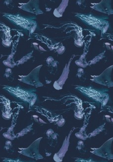 画册封面背景鲨鱼海洋海底世界各种鱼图片