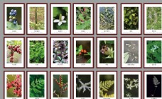 花卉中草药植物标本相框图片