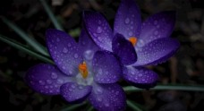 紫色花朵图片