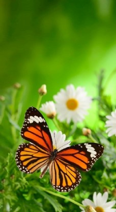 草地素材蝴蝶图片