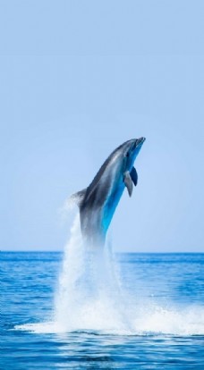 大自然海豚图片