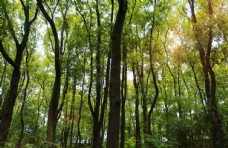 树木树林图片