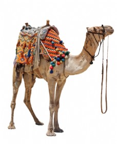 psd素材白色底板上的骆驼拍摄素材图片