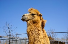 动物特写动物摄影骆驼特写图片