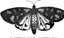 画册封面背景蝴蝶昆虫T恤图案排版设计图片