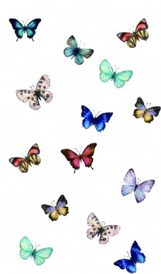 手绘花纹蝴蝶昆虫T恤图案排版设计图片