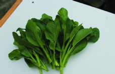 绿色蔬菜蔬菜菜苔白菜图片