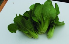 蔬菜瓢耳白瓢耳菜图片
