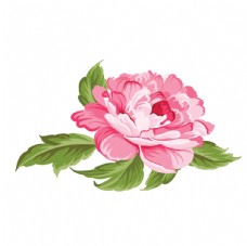 粉色矢量牡丹花图片