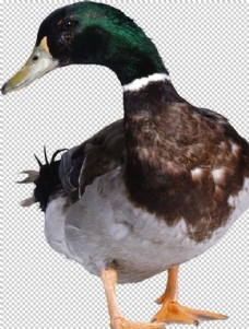 绿背景鸭子图片