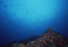 海底世界游弋的鱼群图片