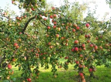 果蔬干果苹果园图片