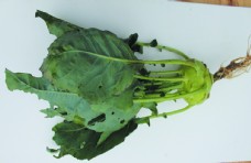 绿色蔬菜蔬菜苤兰设计配图图片
