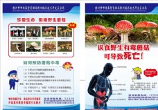 野生蘑菇预防野生毒蘑菇图片