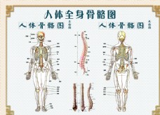 平面设计人体骨骼图图片