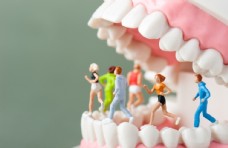 牙齿模型图片