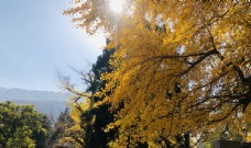 远山银杏树图片