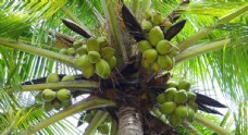 三亚椰树上的椰子图片