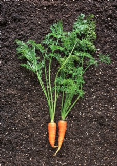 绿色蔬菜胡萝卜图片