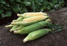 绿色蔬菜田园玉米图片